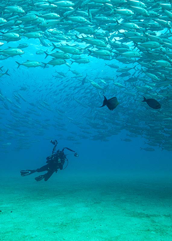 scuba dive Cabo Pulmo Park