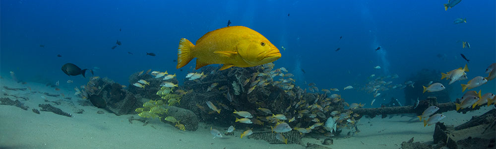 Dive with Sea Lions, Baja Mexico