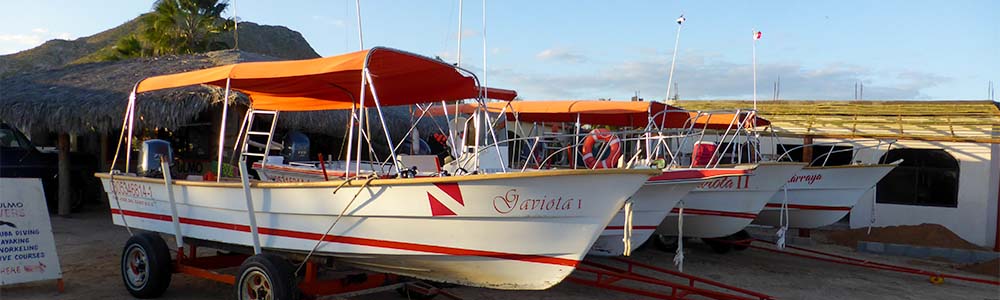 Dive with sea lions Baja Mexico La Paz
