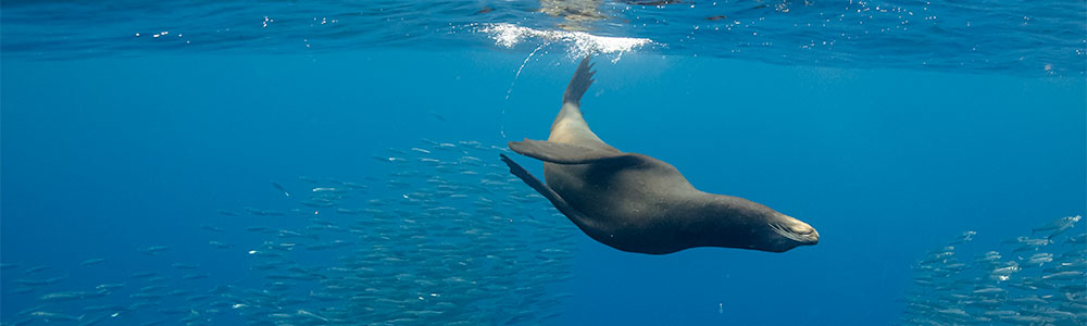 Striped Marlin in Baja Magdalena Bay