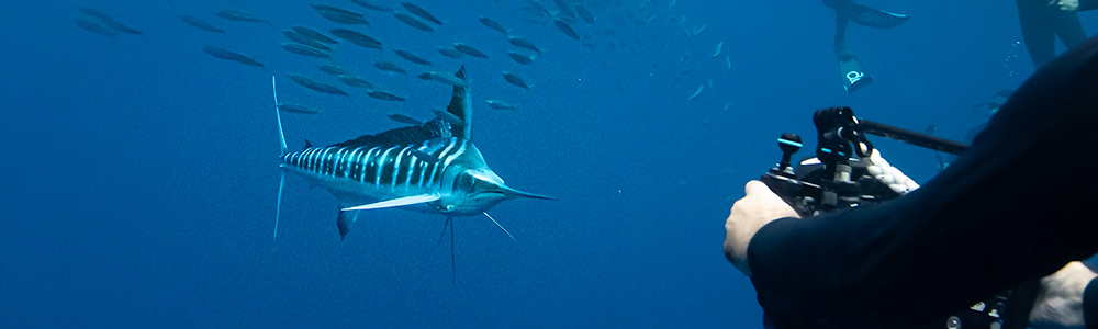 Diving reefs in Cabo Pulmo, Baja Mexico