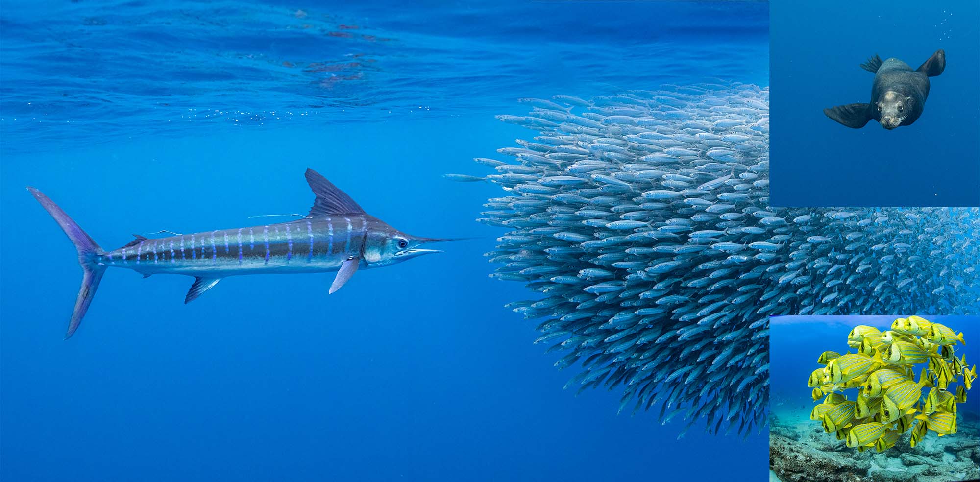 Striped Marlin at Magdalena Bay Baja Mexico